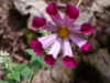 Cosmos