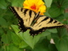 Landing