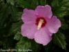 Rose of Sharon