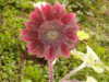Chianti Sunflower