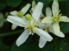 Jasmine