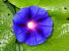 Morning Glory