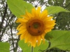 Mammoth Sunflower