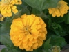 Zinnias