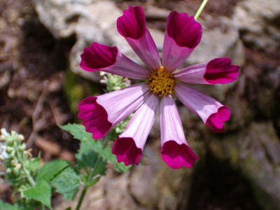 Cosmos