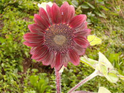 Chianti Sunflower