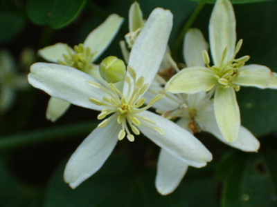 Jasmine