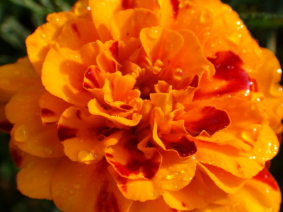 Marigold