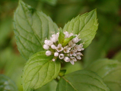 Mint Blossom
